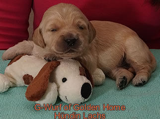 Golden Retriever Welpen of Golden Home G-Wurf/Woche2