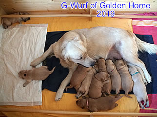 Golden Retriever Welpen of Golden Home G-Wurf/Woche2