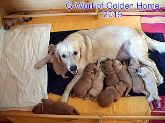 Golden Retriever Welpen of Golden Home G-Wurf/Woche2