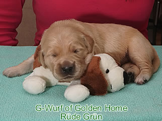 Golden Retriever Welpen of Golden Home G-Wurf/Woche2