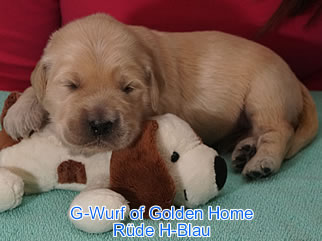 Golden Retriever Welpen of Golden Home G-Wurf/Woche2