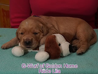 Golden Retriever Welpen of Golden Home G-Wurf/Woche2