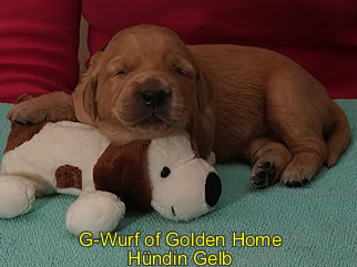 Golden Retriever Welpen of Golden Home G-Wurf/Woche2