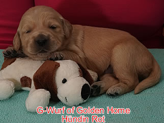 Golden Retriever Welpen of Golden Home G-Wurf/Woche2