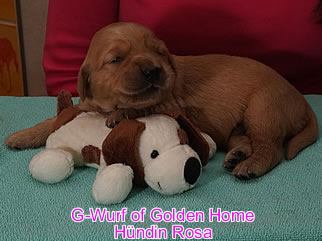 Golden Retriever Welpen of Golden Home G-Wurf/Woche2