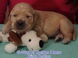 Golden Retriever Welpen of Golden Home G-Wurf/Woche2