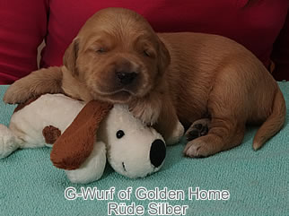Golden Retriever Welpen of Golden Home G-Wurf/Woche2