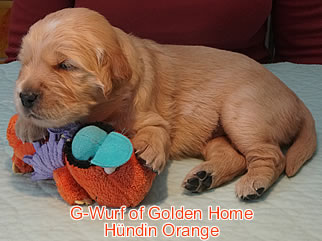 Golden Retriever Welpen of Golden Home G-Wurf/Woche3
