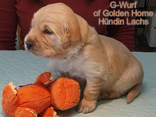 Golden Retriever Welpen of Golden Home G-Wurf/Woche3
