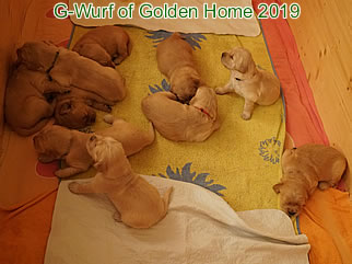 Golden Retriever Welpen of Golden Home G-Wurf/Woche3