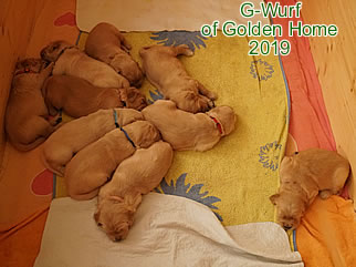 Golden Retriever Welpen of Golden Home G-Wurf/Woche3