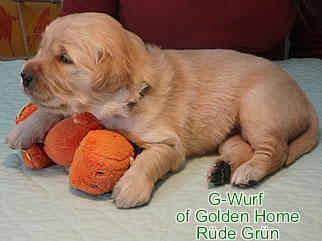 Golden Retriever Welpen of Golden Home G-Wurf/Woche3