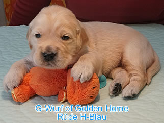 Golden Retriever Welpen of Golden Home G-Wurf/Woche3