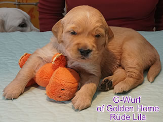 Golden Retriever Welpen of Golden Home G-Wurf/Woche3