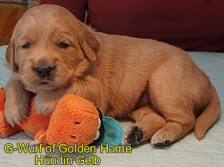 Golden Retriever Welpen of Golden Home G-Wurf/Woche3
