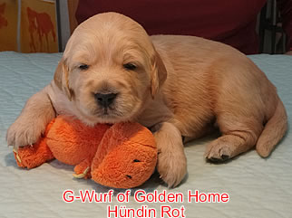 Golden Retriever Welpen of Golden Home G-Wurf/Woche3