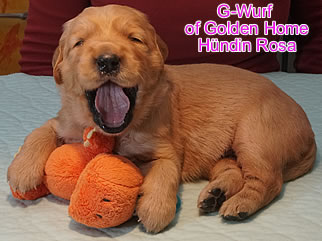 Golden Retriever Welpen of Golden Home G-Wurf/Woche3