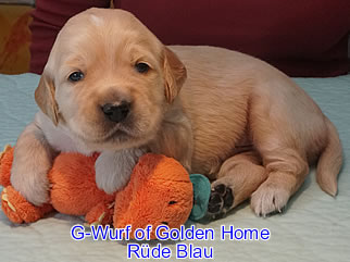 Golden Retriever Welpen of Golden Home G-Wurf/Woch32