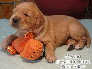 Golden Retriever Welpen of Golden Home G-Wurf/Woche3