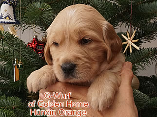 Golden Retriever Welpen of Golden Home G-Wurf/Woche4