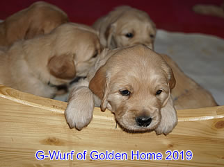 Golden Retriever Welpen of Golden Home G-Wurf/Woche4
