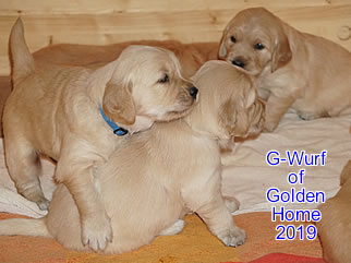 Golden Retriever Welpen of Golden Home G-Wurf/Woche4