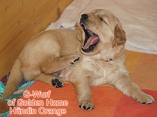 Golden Retriever Welpen of Golden Home G-Wurf/Woche4