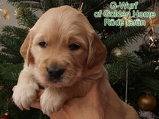 Golden Retriever Welpen of Golden Home G-Wurf/Woche4