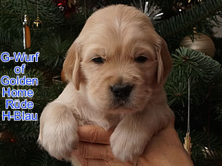 Golden Retriever Welpen of Golden Home G-Wurf/Woche4