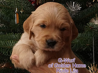 Golden Retriever Welpen of Golden Home G-Wurf/Woche4