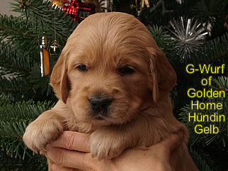 Golden Retriever Welpen of Golden Home G-Wurf/Woche4