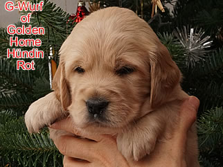 Golden Retriever Welpen of Golden Home G-Wurf/Woche4
