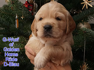 Golden Retriever Welpen of Golden Home G-Wurf/Woch4