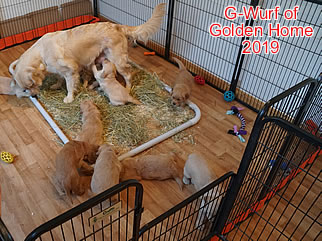 Golden Retriever Welpen of Golden Home G-Wurf/Woche5
