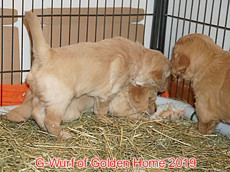 Golden Retriever Welpen of Golden Home G-Wurf/Woche5