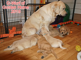 Golden Retriever Welpen of Golden Home G-Wurf/Woche5