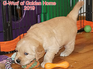 Golden Retriever Welpen of Golden Home G-Wurf/Woche5