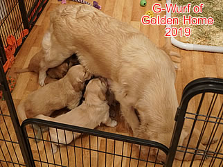 Golden Retriever Welpen of Golden Home G-Wurf/Woche5