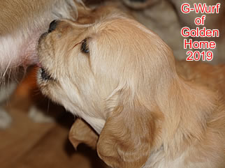 Golden Retriever Welpen of Golden Home G-Wurf/Woche5
