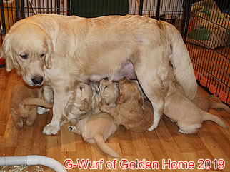 Golden Retriever Welpen of Golden Home G-Wurf/Woche5