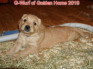 Golden Retriever Welpen of Golden Home G-Wurf/Woche5