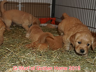 Golden Retriever Welpen of Golden Home G-Wurf/Woche5