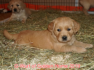 Golden Retriever Welpen of Golden Home G-Wurf/Woche5