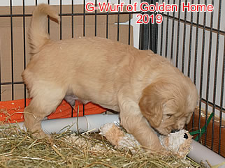 Golden Retriever Welpen of Golden Home G-Wurf/Woch5