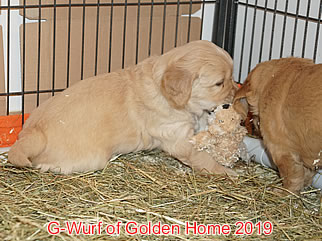 Golden Retriever Welpen of Golden Home G-Wurf/Woche5