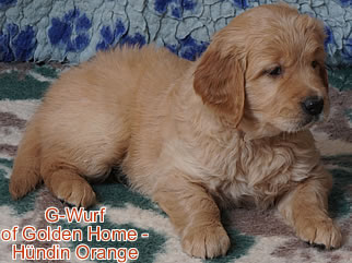 Golden Retriever Welpen of Golden Home G-Wurf/Woche6