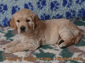 Golden Retriever Welpen of Golden Home G-Wurf/Woche6