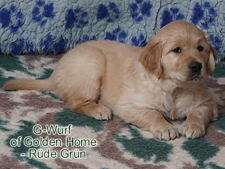 Golden Retriever Welpen of Golden Home G-Wurf/Woche6