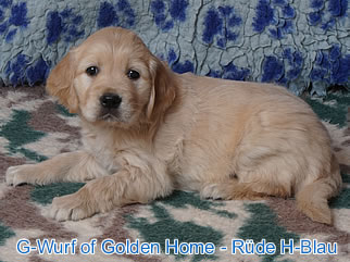 Golden Retriever Welpen of Golden Home G-Wurf/Woche6