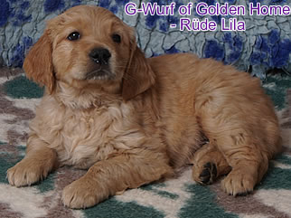 Golden Retriever Welpen of Golden Home G-Wurf/Woche6